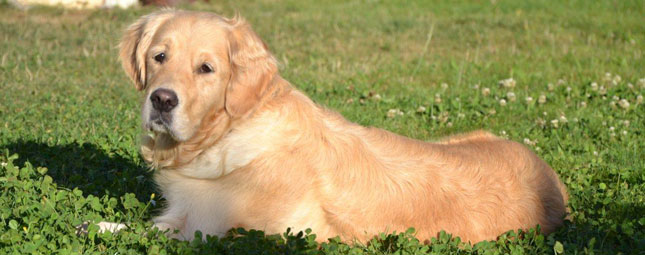 active-dog-golden retriever