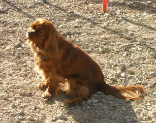 Cavalier King Charles Darling