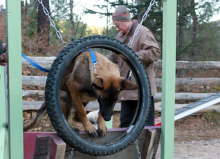 cours chiot agility active-dog