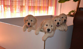 chiot golden retriever chiot golden retriever