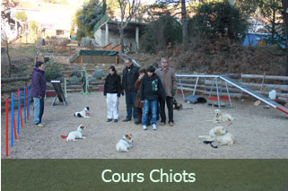 cours éducation active-dog