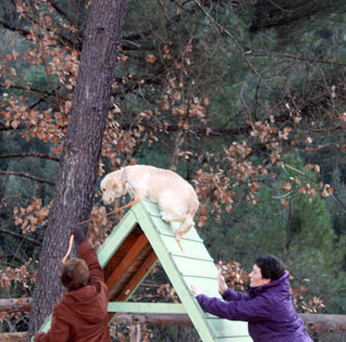 cours éducation agility active-dog cours éducation agility active-dog