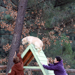 cours éducation agility active-dog