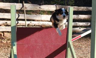 cours agility active-dog