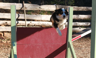 cours agility active-dog cours agility active-dog