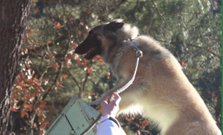 cours éducation agility active-dog cours éducation agility active-dog