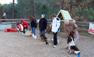 cours éducation agility active-dog cours éducation agility active-dog