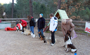 cours éducation agility active-dog