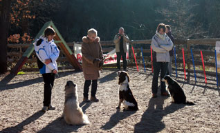 cours adultes active-dog