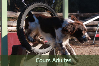 cours adultes active-dog