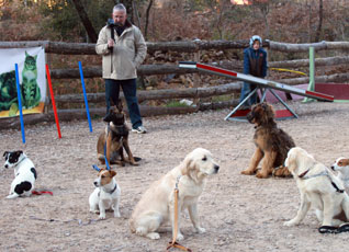 cours éducation chiot active-dog