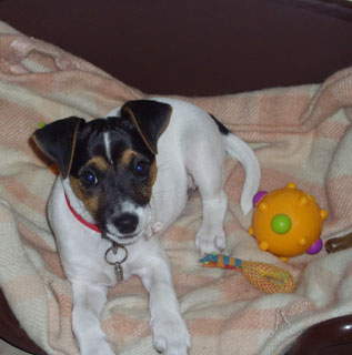 Foxie Jack Russel