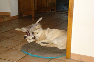 lady et guapa lady et guapa