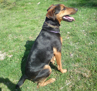 Foxie Jack Russel Foxie Jack Russel