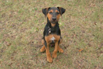 Jack Russel